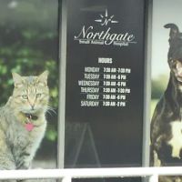 Northgate Small Animal Hospital: Edgar Amy DVM ico