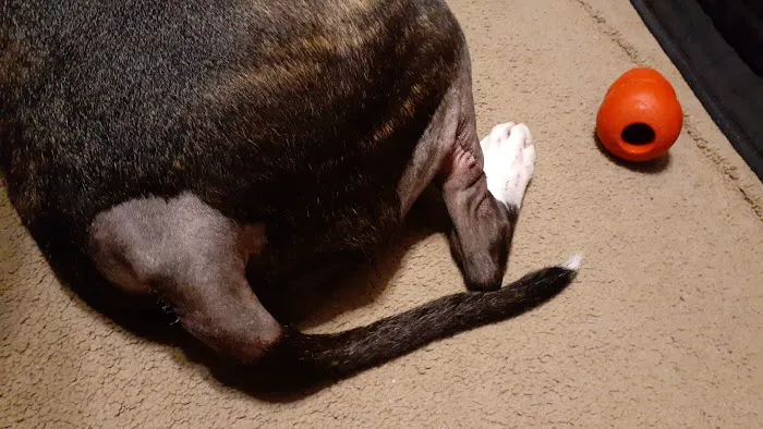 Northgate Small Animal Hospital: Edgar Amy DVM 5