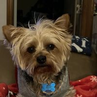 Northgate Small Animal Hospital ico