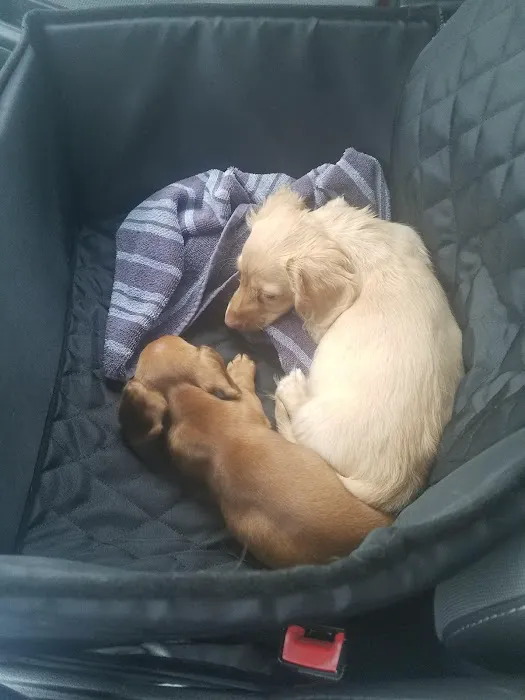 Hillside Pet Clinic 7