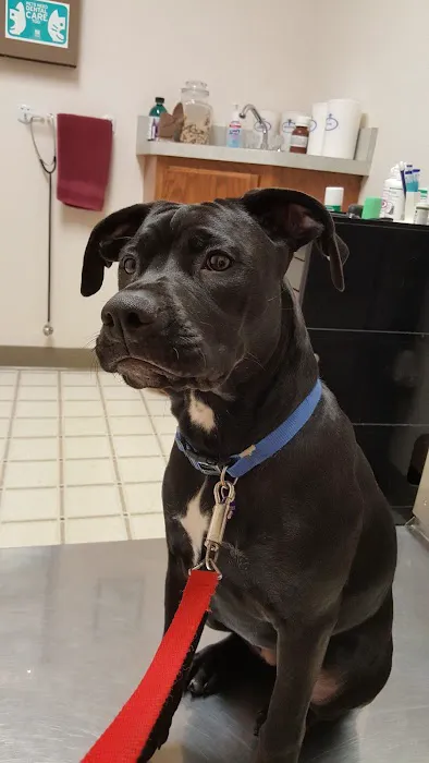 Hillside Pet Clinic 8
