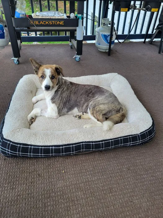 Horseshoe Lake Animal Hospital, A Thrive Pet Healthcare Partner 6