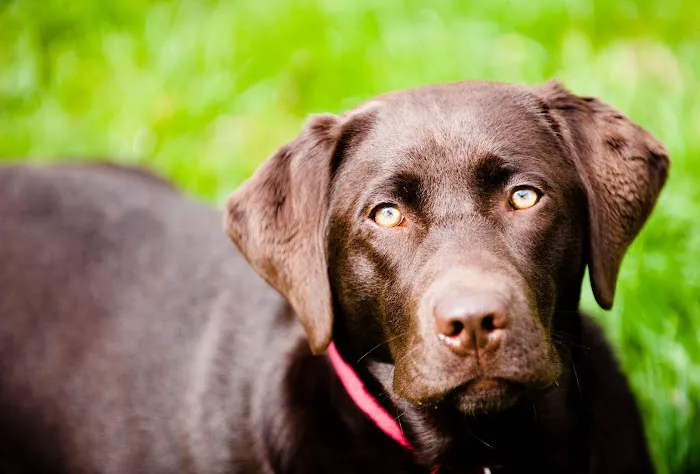 Horseshoe Lake Animal Hospital, A Thrive Pet Healthcare Partner 8