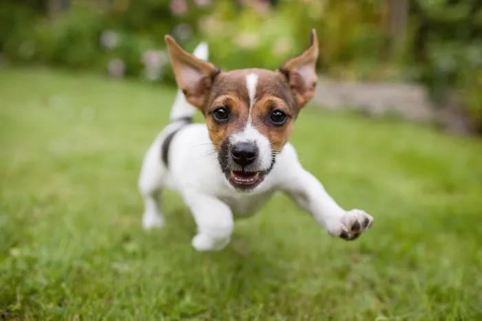 Horseshoe Lake Animal Hospital, A Thrive Pet Healthcare Partner 9