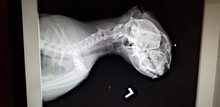Animal Care Hospital 2