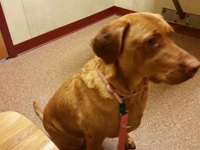 Animal Care Hospital 9