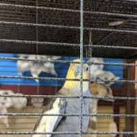 Animal Care Hospital ico