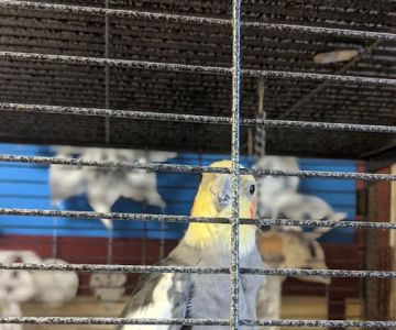 Animal Care Hospital