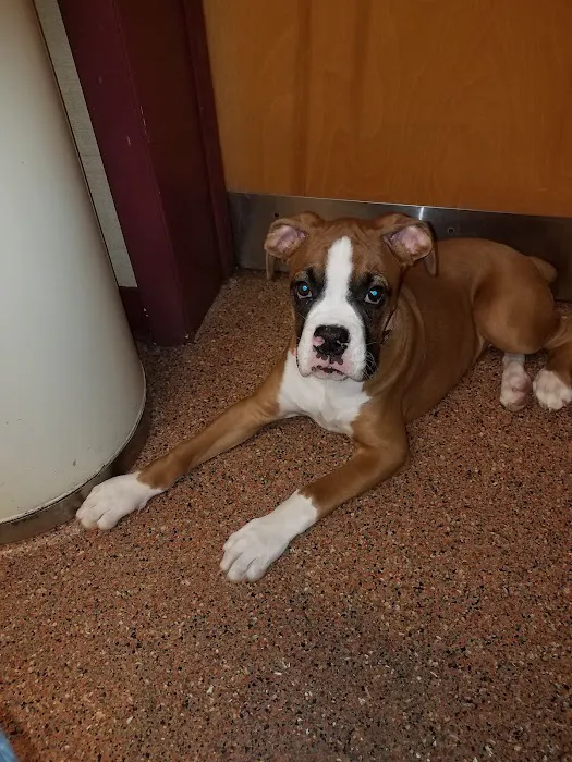 Animal Care Hospital 10