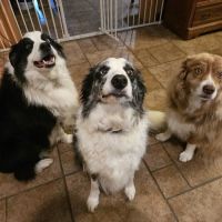 Berwick Veterinary Care Center ico