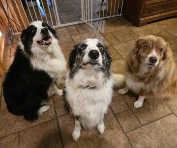 Berwick Veterinary Care Center