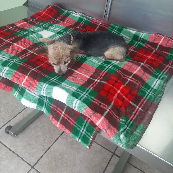 Berwick Veterinary Care Center 7