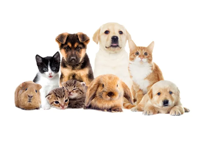 The Pet Care Clinic 10