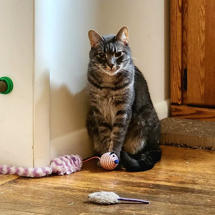 Northeast Animal Hospital 1