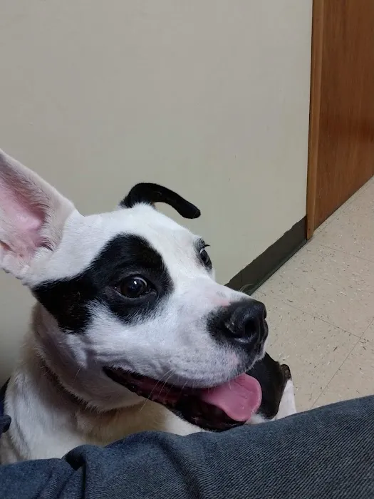Northeast Animal Hospital 9