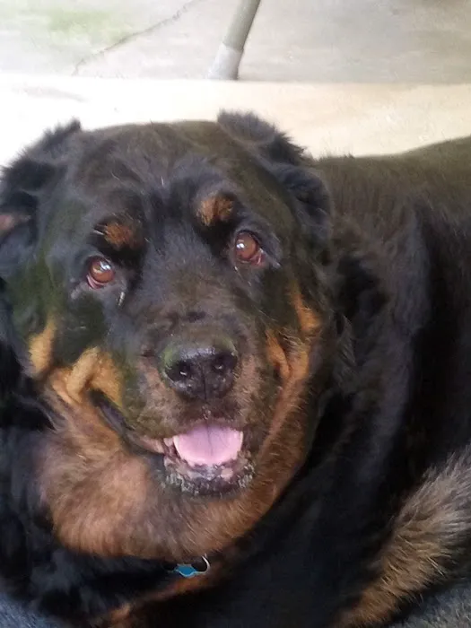Mountaintop Animal Hospital 1