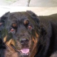 Mountaintop Animal Hospital ico