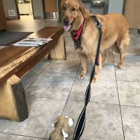 White Haven Veterinary Hospital ico