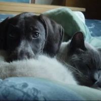 Timber Hill Veterinary Services ico
