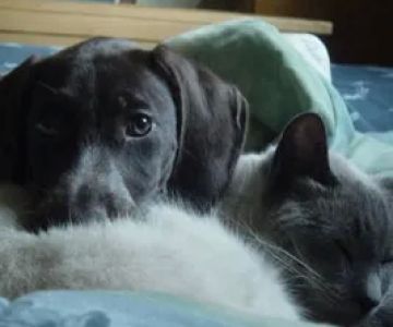 Timber Hill Veterinary Services