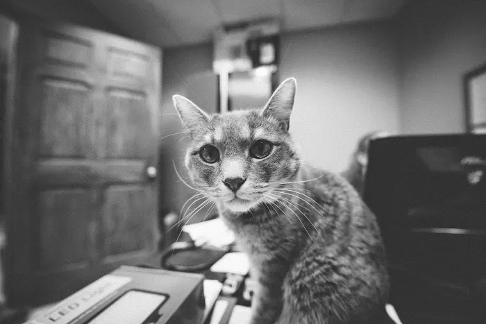 Animal Wellness Center Fond du Lac 3