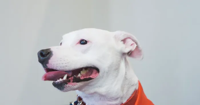 Animal Wellness Center Fond du Lac 5