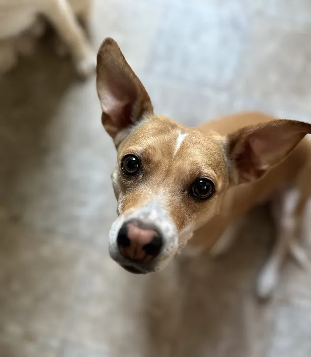 Companion Animal Care 3