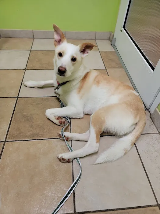 Companion Animal Care 1