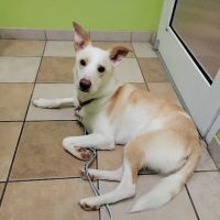 Companion Animal Care ico