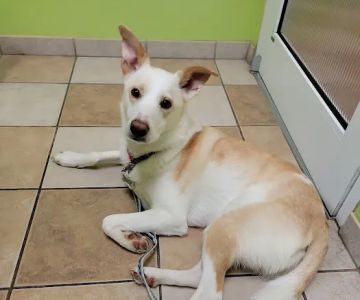 Companion Animal Care