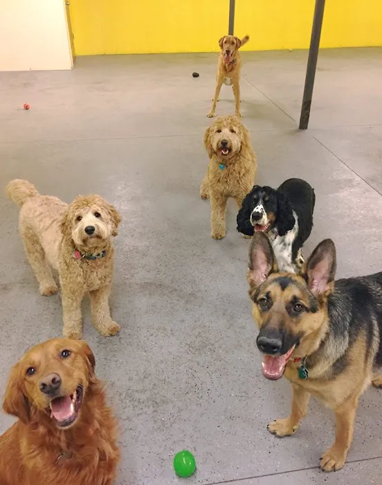 Companion Animal Care 2