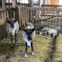 Cedar Grove Veterinary Services ico