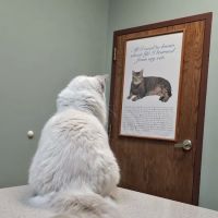Associated Veterinary Clinic ico