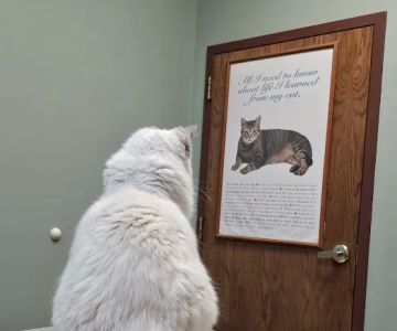 Associated Veterinary Clinic