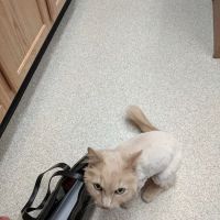 The Ripon Veterinary Clinic ico