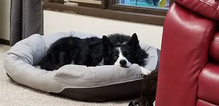 Hickory Lane Animal Hospital 1