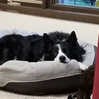 Hickory Lane Animal Hospital ico