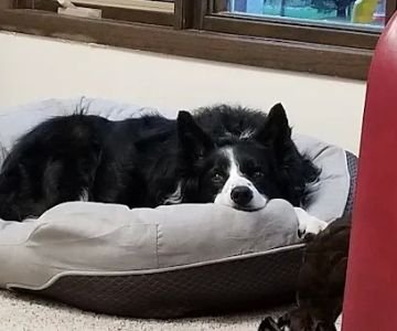 Hickory Lane Animal Hospital