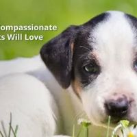 Green River Veterinary Services LLC ico