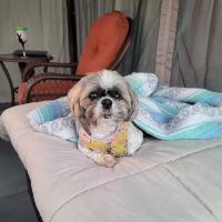 Northern Illinois Veterinary Services ico