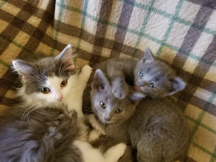 Northern Illinois Veterinary Services 8