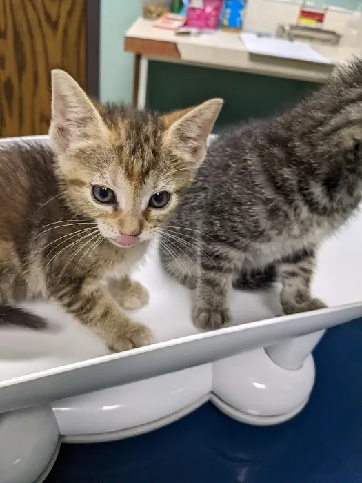 Tender Loving Care Animal Hospital 4