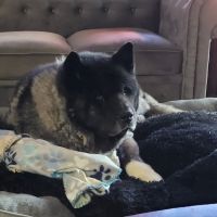 Freeport Animal Hospital ico