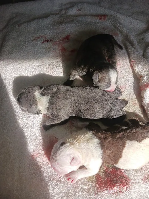 Freeport Animal Hospital 6