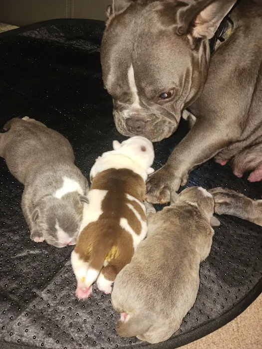 Freeport Animal Hospital 10