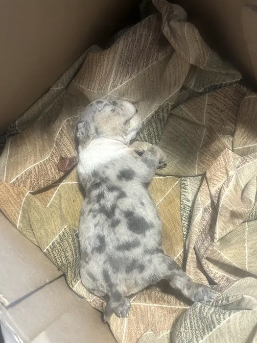 Freeport Animal Hospital 3