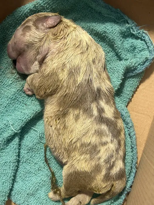 Freeport Animal Hospital 5