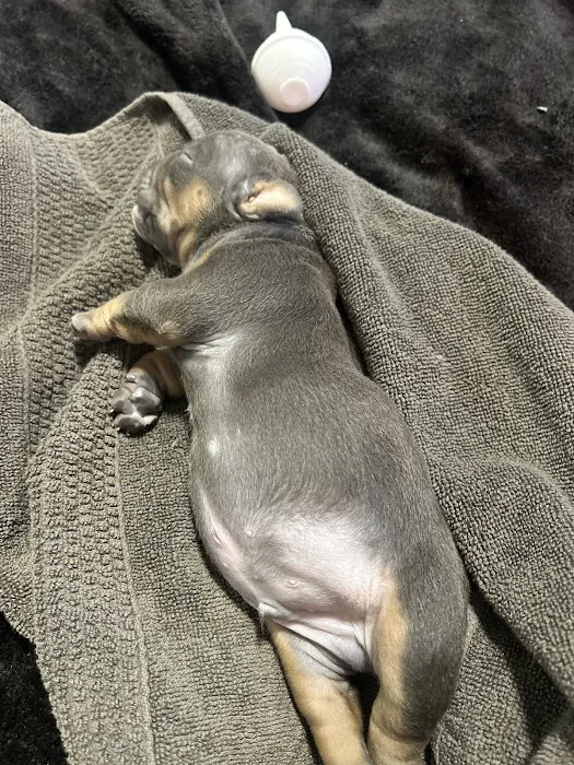 Freeport Animal Hospital 4