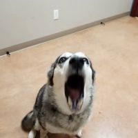 Orangeville Animal Health Service ico