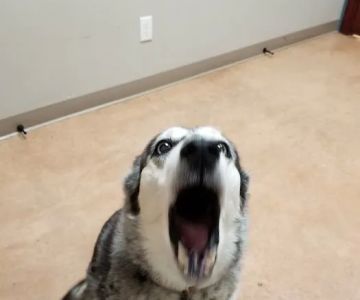 Orangeville Animal Health Service